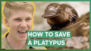 Platypus SAVED From Certain Death By Robert Irwin | Crikey! It's The Irwins