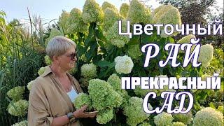 Прекрасный САД Светланы и Сергея Декуновых. Обзор - прогулка.