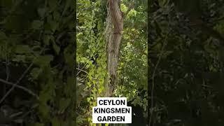 CEYLON KINGSMEN GARDEN