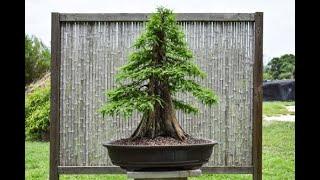 Field Grown Bald Cypress as Bonsai