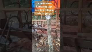 Kandang sapi dikasih serbuk gergaji #sobatngarit #bukanmasiyun #bukanfauzana