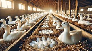 DUCK FARMING - Raising Organic Ducks for Eggs - Poultry Business.