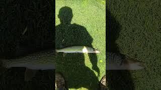 Light Line and No Net = Hand Grabbing Pickerel #Shorts