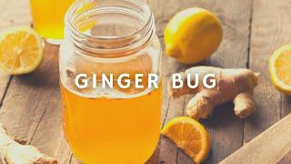 How To Make A Ginger Bug | Ginger Brew | Korenn Rachelle