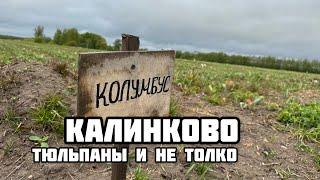Тюльпаны в Калининграде