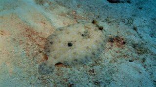 5 Fascinating Flounder Facts You Need to Know!