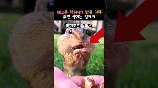 배고픈 다람쥐에게 밥을 잔뜩 준다면