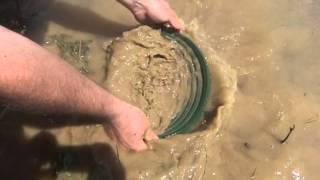 GOLDENBOY expert gold pan test on the river