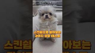 스킨십으로 알아보는 강아지 승질 머리 테스트!