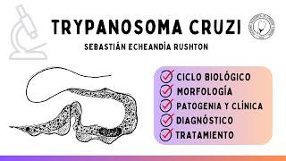 TRYPANOSOMA CRUZI: Ciclo biológico, Vector, Clínica, Diagnóstico y Tratamiento | Parasitología