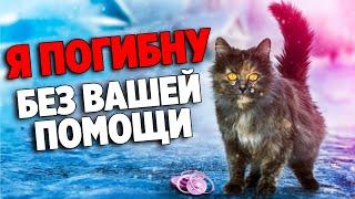 The Cat Was So Hungry She Ate Raw Onions! Here's What We Did / SANI vlog