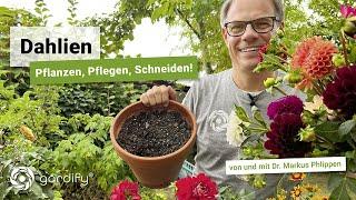 Dahlien – Pflanzen, Pflegen, Schneiden, Überwinterung, Krankheiten und Schnecken | gardify Tipps