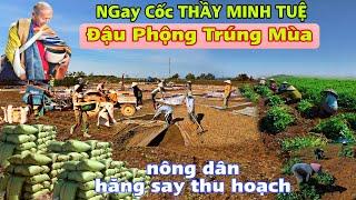 Ngay Cốc THẦY MINH TUỆ Nông Dân Hăng Say thu hoạch #minhtue #thayminhtue #phankhanhtv