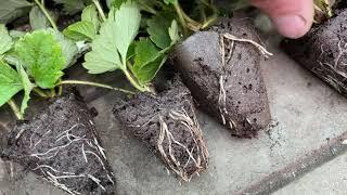 Кассетная рассада Эксперимент с посадкой клубники за 20 дней как выросла и что в чём выгоднее