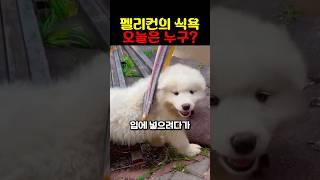 펠리컨의 식욕 오늘은 누구?