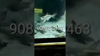 PAROON SHARK AVAILABLE MANIKANDAN WHATSAPP NAMBER 90 80 29 34 63
