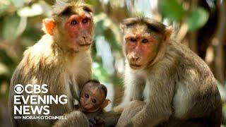 43 monkeys escape South Carolina research facility