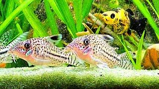 FRESHWATER FISH AQUARIUM LIVE STREAM & Relaxing Water Sounds For Sleeping