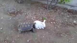 Funny Turtle Chasing Cute Bunny