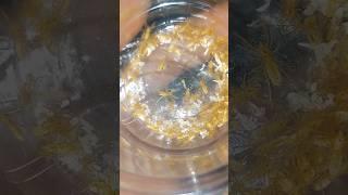 صغار عنكبوت الجمل بعد التحضين