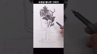 나무그리기#수원성향나무#drawing #그림독학 #티노씨실시간