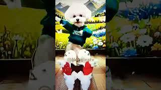 CUTE CAT DANCE #cute  #cat #dance #funny #shorts #Nengleatv ️