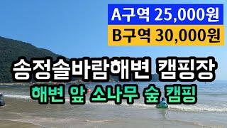 서핑,스노클링 즐기기 좋은 바다 앞 송정솔바람해변캠핑장ㅣ남해 소나무 그늘 숲 바다캠핑장ㅣ남해여행  코스 가볼만한곳ㅣ송정솔바람해수욕장 가성비 저렴한 숙박ㅣ오션뷰 바다캠핑 추천