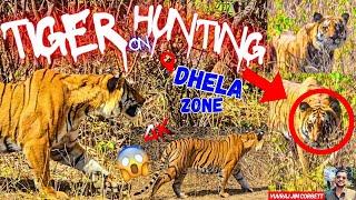 THREE TIME TIGER SIGHTING HEAD-ON WALK IN GRASSLAND & TIGER IN HUNTING MOOD 