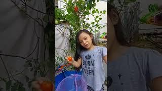 Skyezzi Picking Tomatoes Part 2 :  Tilapia And Catfish Aquaponics