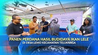 Panen Perdana Hasil Budidaya Ikan Lele di Desa Lemo Kecamatan Teluknaga