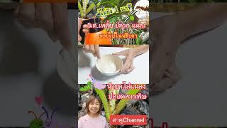 ไล่เพลี้ย​ มด​ หนอน​ แมลงหาย ไปในพริบตาไม่มากวนใจอีกเลย สูตรปลอดสาร สาคู Channel