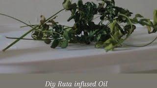 Ruta Graveolens Infused oil | NatureInspired 