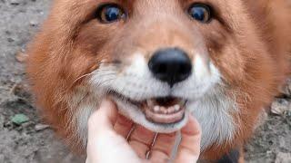 It warms my heart то to see happy foxes rescued from a fur farm