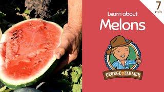 Melons with George the Farmer