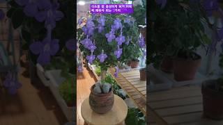 삭소롬 꽃이 안핀다면?이렇게 해보세요 #삭소롬#베란다정원 #아파트