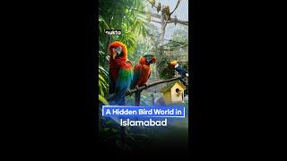 A Hidden Bird World in Islamabad: Pakistan's Largest Aviary | Nukta Pakistan