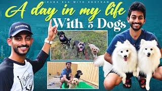 A Day in my life with 5 dogs | Dog Sitter life in Australia