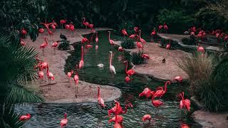 What Do Flamingos Eat? List Of Foods And Fun Facts