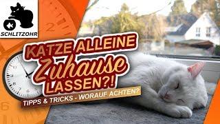 Katze alleine lassen | ab wann & wie lange kann man Katzen alleine Zuhause lassen? | Tipps & Tricks