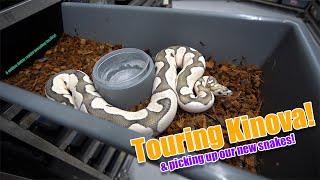 Inside Kinova: Touring a Leading Ball-Python Breeding Facility!!