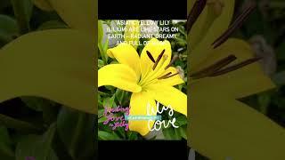 Vibrant Yellow Lily #shorts #ytshorts #gardening #flowers #lily #shortsviral #trending #terrace