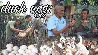 Ducks Lay Dozens of Eggs! Grandpa and Hồng Visit Ly Phúc Hằng's Family Farm | SUNG A PAO