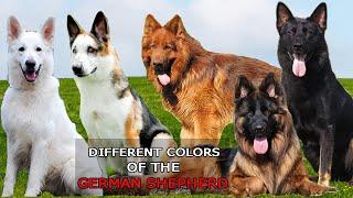 9 Different Colors of the German Shepherd Dog