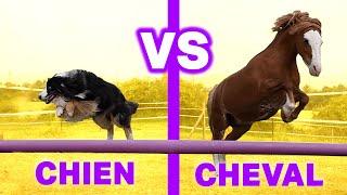 CHIEN VS CHEVAL : LE MEILLEUR AMI DE L'HOMME