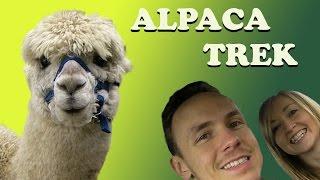 Alpaca Trek