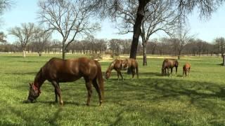 Economic Impact of the Texas Heritage Trails Program