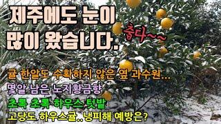 제주에 많은 눈이 내렸고 코로나로 감귤 수확을 하지 않은 과수원, 몇알 남은 꿀맛 노지황금향, 하우스텃밭채소, 비가림고당도 감귤하우스와 하우스 냉피해 예방법