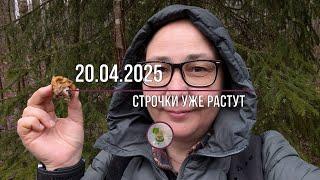 Съедобные строчки уже пошли, но они еще не гигантские).