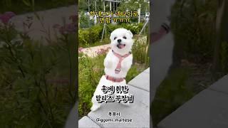 #부장님 재질의 #강아지 (+만드는방법댓글)