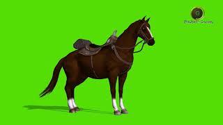 Horse Green Screen HD